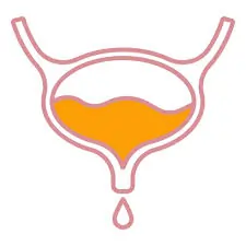 Complete Bladder Emptying Icon SEO