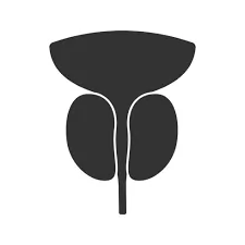 Fortify Urethra Walls Icon SEO